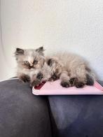 Lieve raszuivere Perzische kittens, Dieren en Toebehoren, Meerdere dieren, Ontwormd