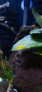 Neocaradina garnaaltjes Neon Yellow, Dieren en Toebehoren, Vissen | Aquariumvissen, Vis