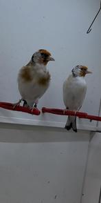 Major putters, Dieren en Toebehoren, Vogels | Overige Vogels, Meerdere dieren, Wildzangvogel, Geringd