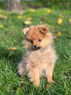 Speelse 🐶💖keeshondjes te koop ✅, Dieren en Toebehoren, België, 8 tot 15 weken, Meerdere, Meerdere dieren