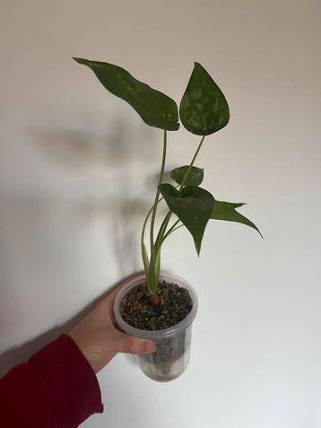 Alocasia Culcullata beschikbaar voor biedingen