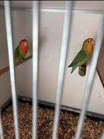 Bewezen koppel agapornissen (roceicollis ) met kooi koopje, Dieren en Toebehoren, Meerdere dieren, Dwergpapegaai of Agapornis