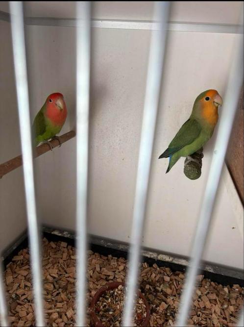 Bewezen koppel agapornissen (roceicollis ) met kooi koopje, Dieren en Toebehoren, Vogels | Parkieten en Papegaaien, Dwergpapegaai of Agapornis