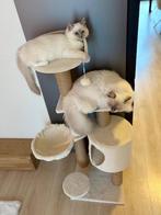 Te koop kitten ragdoll, Dieren en Toebehoren, Katten en Kittens | Raskatten | Langhaar, Poes, Gechipt, 0 tot 2 jaar