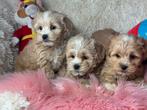 Maltipoo pups teefjes 1600 reutjes 1250€, Dieren en Toebehoren, Honden | Chihuahua's en Gezelschapshonden, Nederland, Overige rassen
