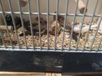 Verschillende vogels, Dieren en Toebehoren, Vogels | Overige Vogels, Meerdere dieren, Tropenvogel