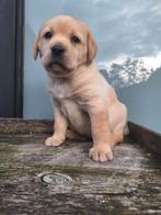 Labrador pups ouders getest op HD ED, Dieren en Toebehoren, Honden | Retrievers, Spaniëls en Waterhonden, 8 tot 15 weken, Labrador retriever