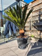 Palmen Cycas Revoluta Vredespalm, Ophalen