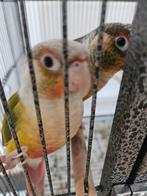 Koppetje handtamme Pyrrhura, Dieren en Toebehoren, Meerdere dieren, Parkiet