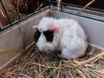 2 mannetjes cavia's te koop, Dieren en Toebehoren, Knaagdieren, Juli, Mannelijk, Cavia