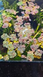 Phyllanthus fluitans (Red Root Floater), Ophalen, Nieuw, Plant(en), Steen of Hout