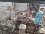 Te koop zebravinken er mogen er weer een aantal uitvliegen, Meerdere dieren, Parkiet