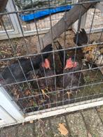 Serama kippen, Dieren en Toebehoren, Pluimvee, Meerdere dieren, Kip