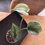 philodendron scindapsus exotica stek nr 79, Ophalen of Verzenden, Overige soorten, Minder dan 100 cm
