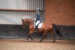 Super lieve, eerlijke leermeester, Ruin, Dressuurpaard