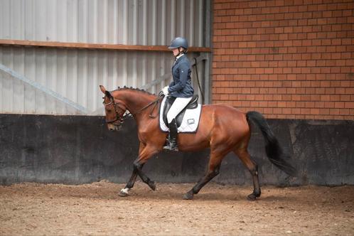 Super lieve, eerlijke leermeester, Dieren en Toebehoren, Paarden, Ruin, Dressuurpaard