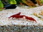 Vuurgarnalen, Dieren en Toebehoren, Vissen | Aquariumvissen, Kreeft, Krab of Garnaal