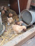Brahma krielkuikens te koop, Dieren en Toebehoren, Pluimvee, Vrouwelijk, Kip