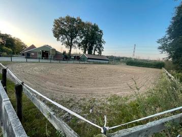 Stalgenootjes gezocht beschikbaar voor biedingen