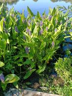 Pontederia Cordata. Snoekkruid, Tuin en Terras, Vijvers, Ophalen