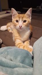 Kitten met toebehoren, Dieren en Toebehoren, Kater, Ontwormd, 0 tot 2 jaar