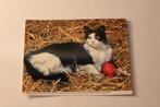 Katten Postkaart - Zwart witte Pers ligt in Hooi met Bal GER, 1960 tot 1980, Ongelopen, Verzenden, Hond of Kat