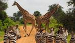 Book the most amazing Safari in Tanzania, reliable, contact, Ophalen of Verzenden, Tanzania