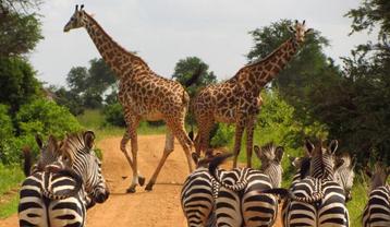 Book the most amazing Safari in Tanzania, reliable, contact beschikbaar voor biedingen
