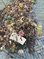 Gratis hortensia’s, Ophalen, Overige soorten, Halfschaduw