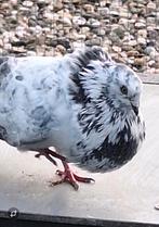 Leuke doffer  van tuin, Dieren en Toebehoren, Vogels | Duiven, Mannelijk, Kropper