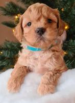 🎁🎄🧸Beeldschone Mini labradoodle pups - mini doodle, Overige rassen, CDV (hondenziekte), 8 tot 15 weken, Meerdere