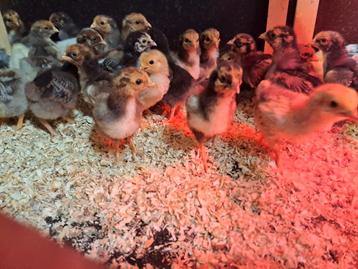 Gesekste hen kuikens verwacht 22 november  beschikbaar voor biedingen