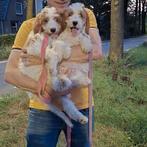 Zeldzame roodbonte Irish Doodle pups geboren!, Dieren en Toebehoren, Nederland, Rabiës (hondsdolheid), 8 tot 15 weken, Meerdere