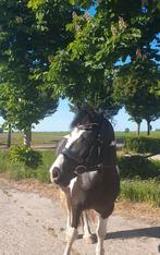6 jarige drachtige tinker, Dieren en Toebehoren, Merrie, Recreatiepony, 3 tot 6 jaar