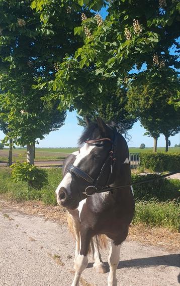 6 jarige drachtige tinker  beschikbaar voor biedingen