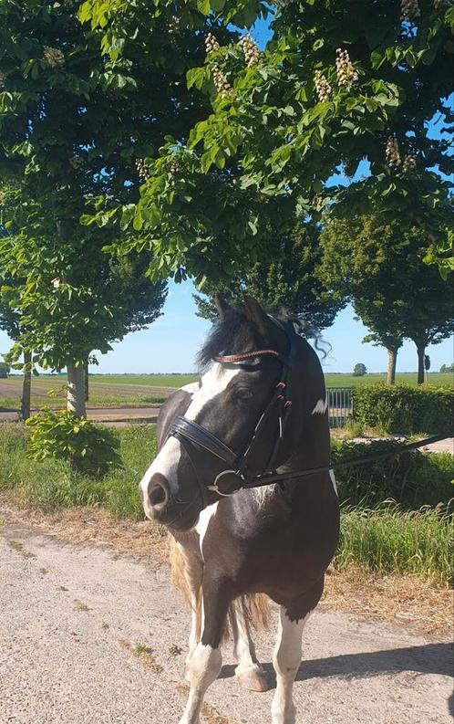 6 jarige drachtige tinker, Dieren en Toebehoren, Pony's, Merrie, Recreatiepony, 3 tot 6 jaar