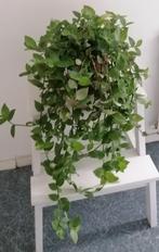 Kamer-hangplant Tradescantia groen (vaderplant) € 15,00, Overige soorten, Minder dan 100 cm, Groene kamerplant, Halfschaduw