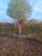 2 mooie bolacacia te koop, Ophalen, Volle zon, Bolboom, 250 tot 400 cm