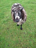 Mooie grote bonte dekram, Dieren en Toebehoren, Schapen, Geiten en Varkens, Mannelijk, Schaap
