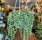String of turltes stekjes, Ophalen of Verzenden, Overige soorten, Minder dan 100 cm