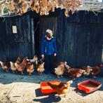 Slachtkippen, Vrouwelijk, Kip