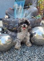 Toypoedel teefje 7 maanden oud in blue merle, Dieren en Toebehoren, Poedel, Particulier, Rabiës (hondsdolheid), 15 weken tot 1 jaar