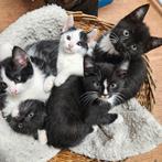 Lieve aanhalige kittens., Dieren en Toebehoren, Katten en Kittens | Overige Katten
