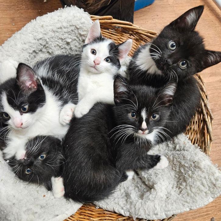 Lieve aanhalige kittens., Dieren en Toebehoren, Katten en Kittens | Overige Katten