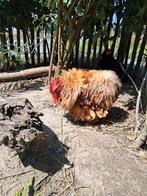 Cochin haan gratis, Dieren en Toebehoren, Pluimvee, Mannelijk, Kip