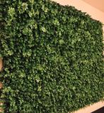 Kunstgras paneel buxus wandpaneel kunst wanddecoratie, Huis en Inrichting, Ophalen, Nieuw