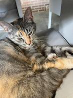 Poes, zie beschrijving!, Poes, Kortharig, 0 tot 2 jaar