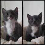 Kittens kruising Blauwe Rus/Britse korthaar, Dieren en Toebehoren, Katten en Kittens | Raskatten | Korthaar, Meerdere dieren, Ontwormd