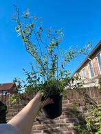 Red Jasmin (Bio, Winterhard) - Seeking a new home!, Ophalen of Verzenden, Minder dan 100 cm