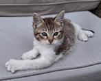 Lieve kittens te koop, Dieren en Toebehoren, Katten en Kittens | Raskatten | Korthaar, Poes